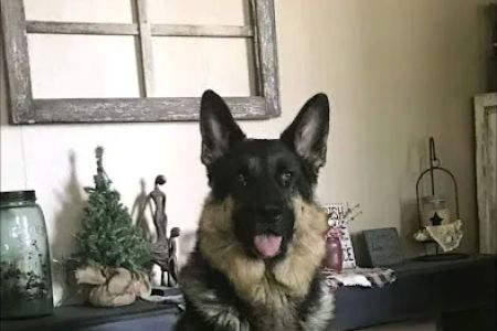 Comfort Veterinary Hospital