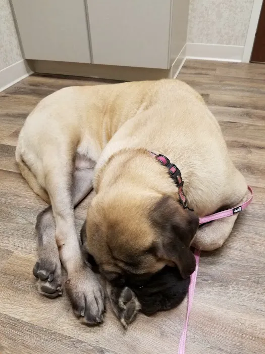 Comfort Veterinary Hospital 12