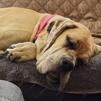 Durkes Veterinary Clinic ico
