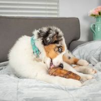 Natural Cravings Pet Treats ico