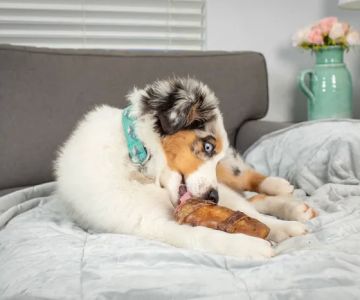 Natural Cravings Pet Treats