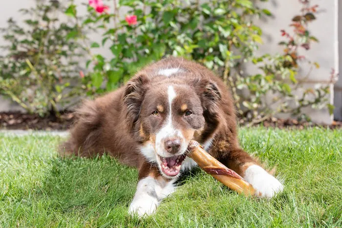 Natural Cravings Pet Treats 12