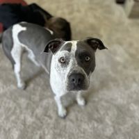 Genoa Animal Hospital ico