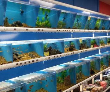 Pet Supermarket