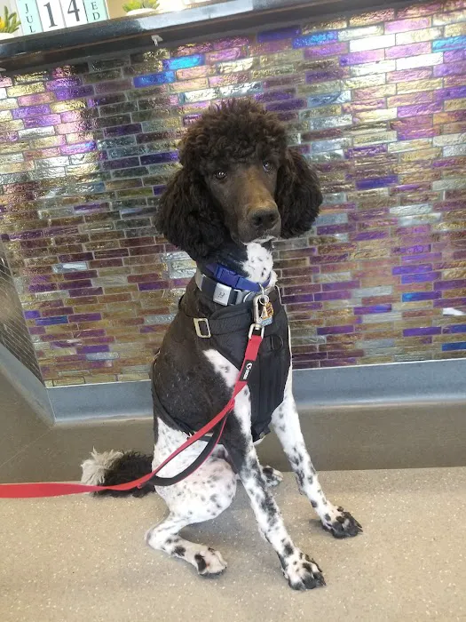 North Star Animal Hospital at Estrella, PLLC 12