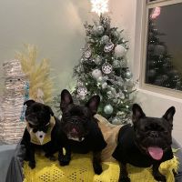 North Star Animal Hospital at Estrella, PLLC ico