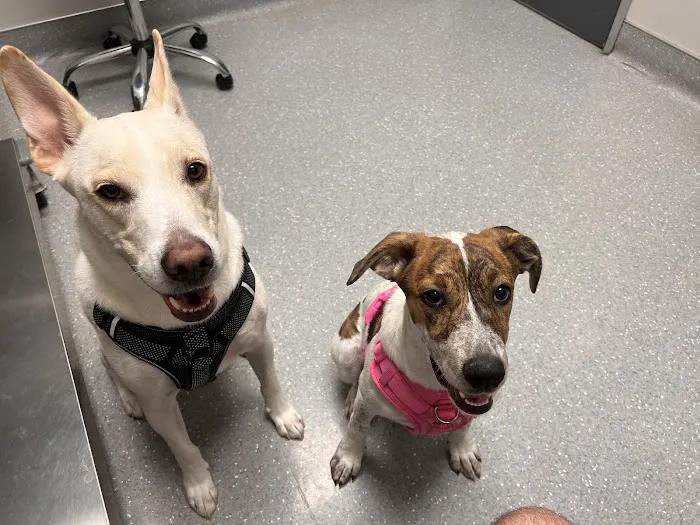 North Star Animal Hospital at Estrella, PLLC 12