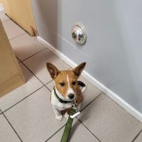 Buckeye Veterinary Services ico