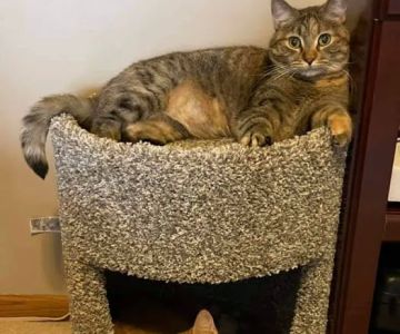 Purrniture Cat Furniture