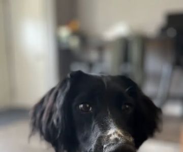 Upland Meadows English Springer Spaniels