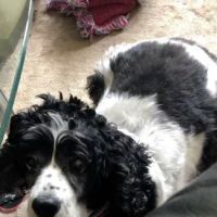 Desoto Veterinary Services ico