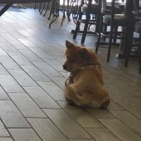 Crankshaw Veterinary Services ico