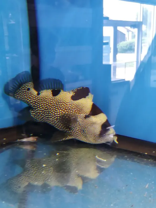 Aquarium shop 12