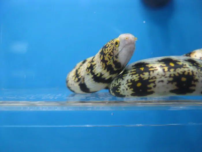 Aquarium shop 12