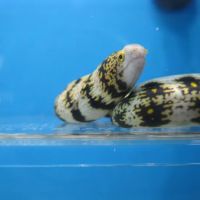 Aquarium shop ico