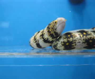 Aquarium shop