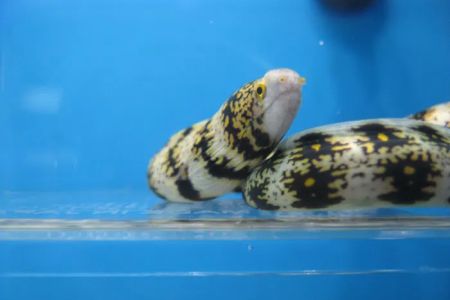 Aquarium shop