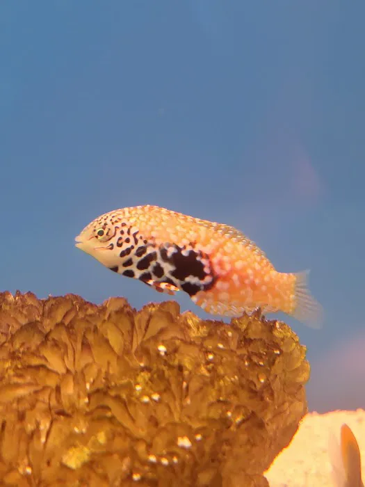 Aquarium shop 12