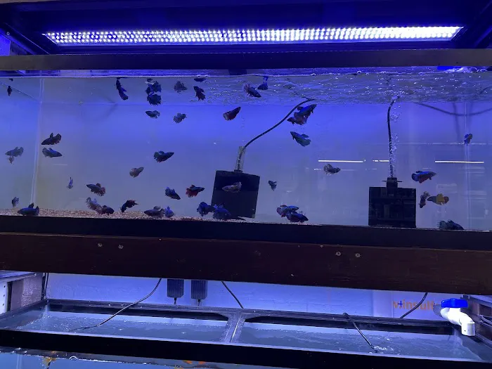 Aquarium shop 12