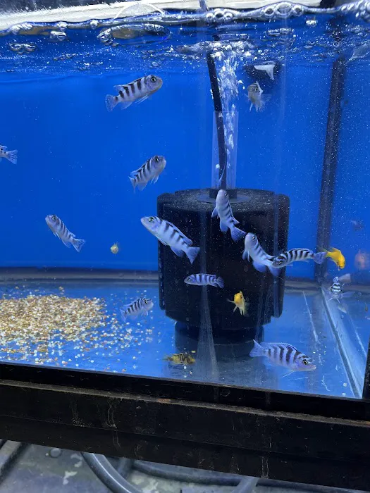 Aquarium shop 12