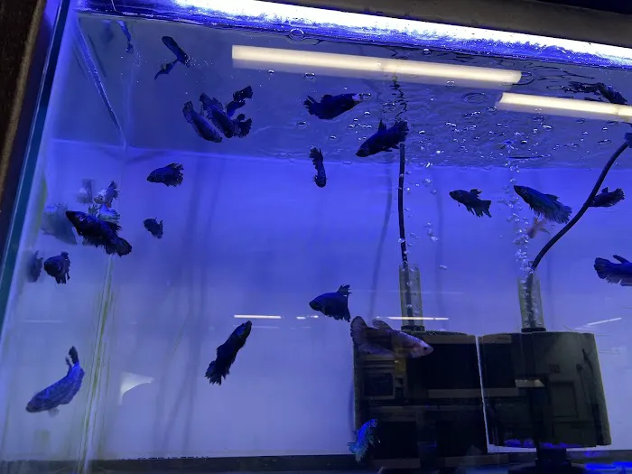 Aquarium shop 12