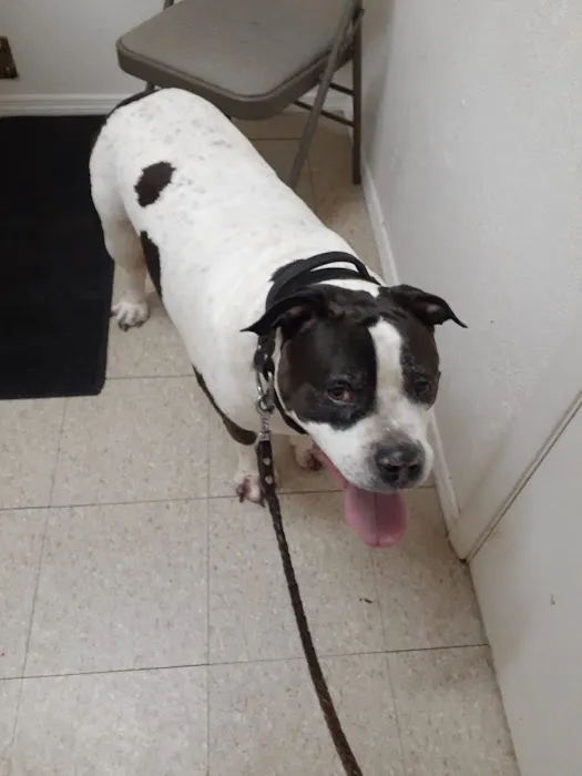 Arcadia Animal Hospital Inc 12