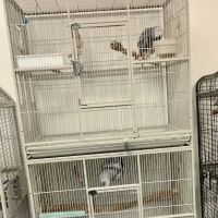 Parrotdise Bird Store & Boarding ico