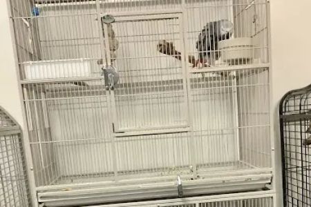Parrotdise Bird Store & Boarding