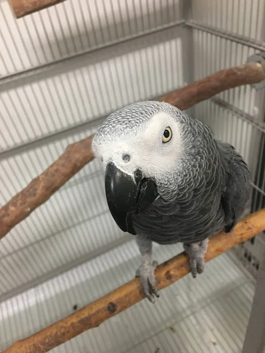 Parrotdise Bird Store & Boarding 12