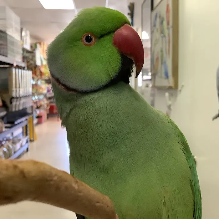 Parrotdise Bird Store & Boarding 12