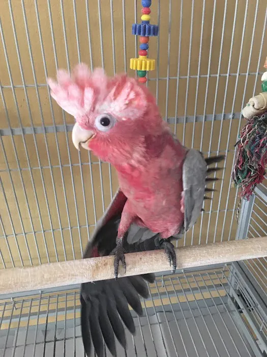 Parrotdise Bird Store & Boarding 12