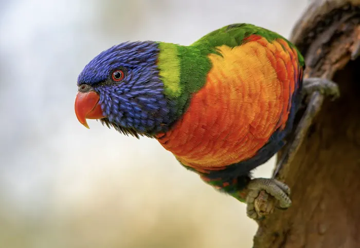 Parrotdise Bird Store & Boarding 12