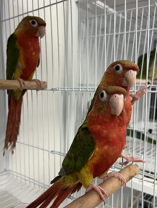 Parrotdise Bird Store & Boarding 12