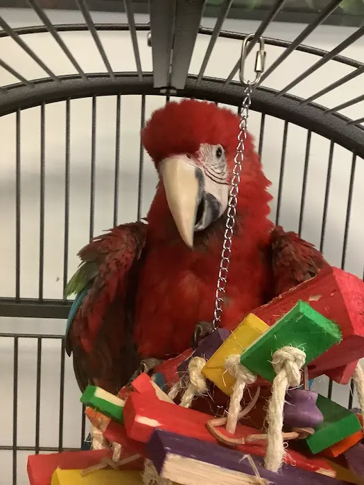 Parrotdise Bird Store & Boarding 12