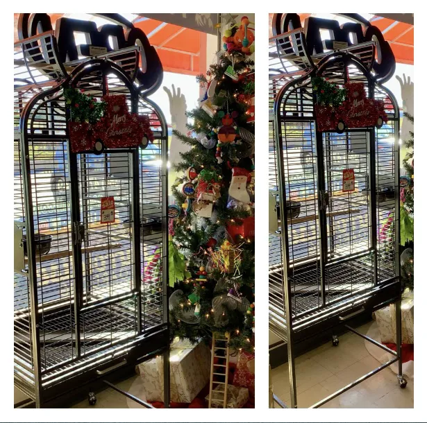 Parrotdise Bird Store & Boarding 12
