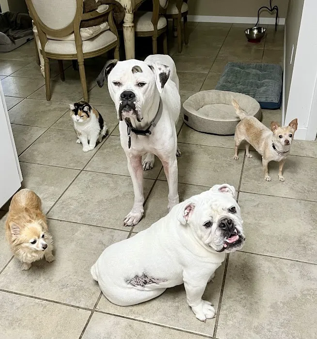 Garner Veterinary Services- Dr. Kelley Garner (JACARANDA ANIMAL HOSPITAL) 12