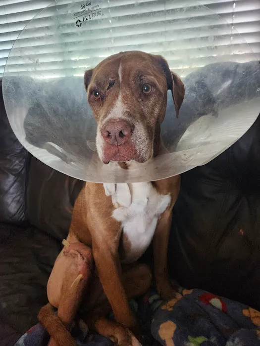 Garner Veterinary Services- Dr. Kelley Garner (JACARANDA ANIMAL HOSPITAL) 12