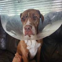 Garner Veterinary Services- Dr. Kelley Garner (JACARANDA ANIMAL HOSPITAL) ico