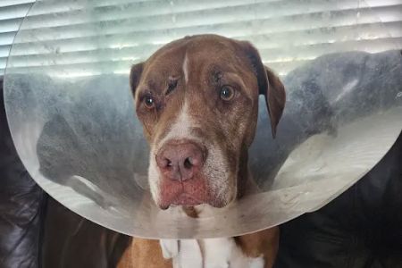 Garner Veterinary Services- Dr. Kelley Garner (JACARANDA ANIMAL HOSPITAL)