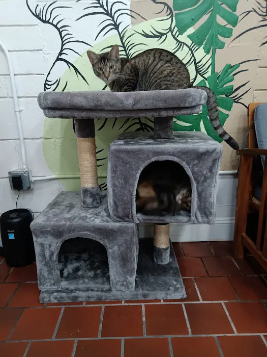 DeLand Cat Cafe 12