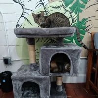 DeLand Cat Cafe ico