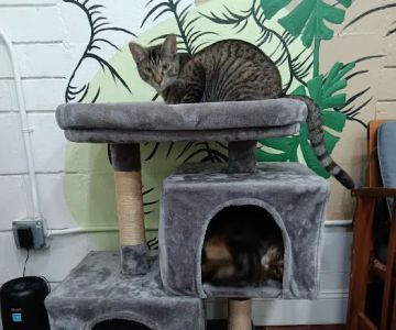 DeLand Cat Cafe