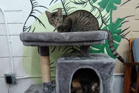 DeLand Cat Cafe