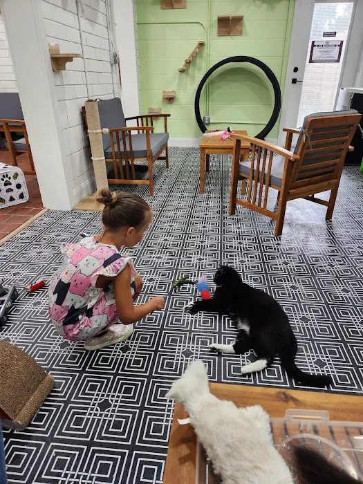 DeLand Cat Cafe 12