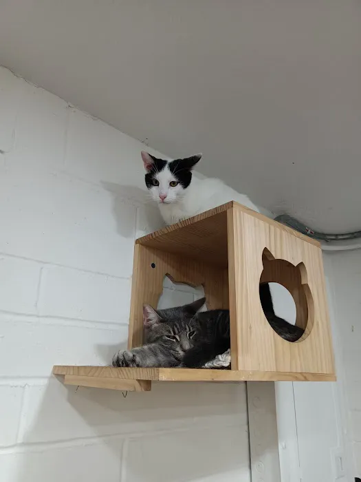DeLand Cat Cafe 12
