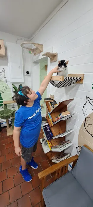 DeLand Cat Cafe 12