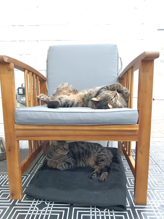 DeLand Cat Cafe 12