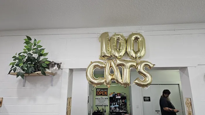 DeLand Cat Cafe 12