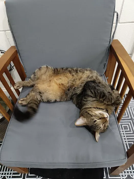 DeLand Cat Cafe 12