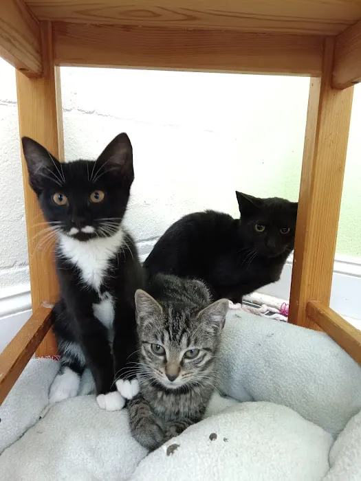 DeLand Cat Cafe 12